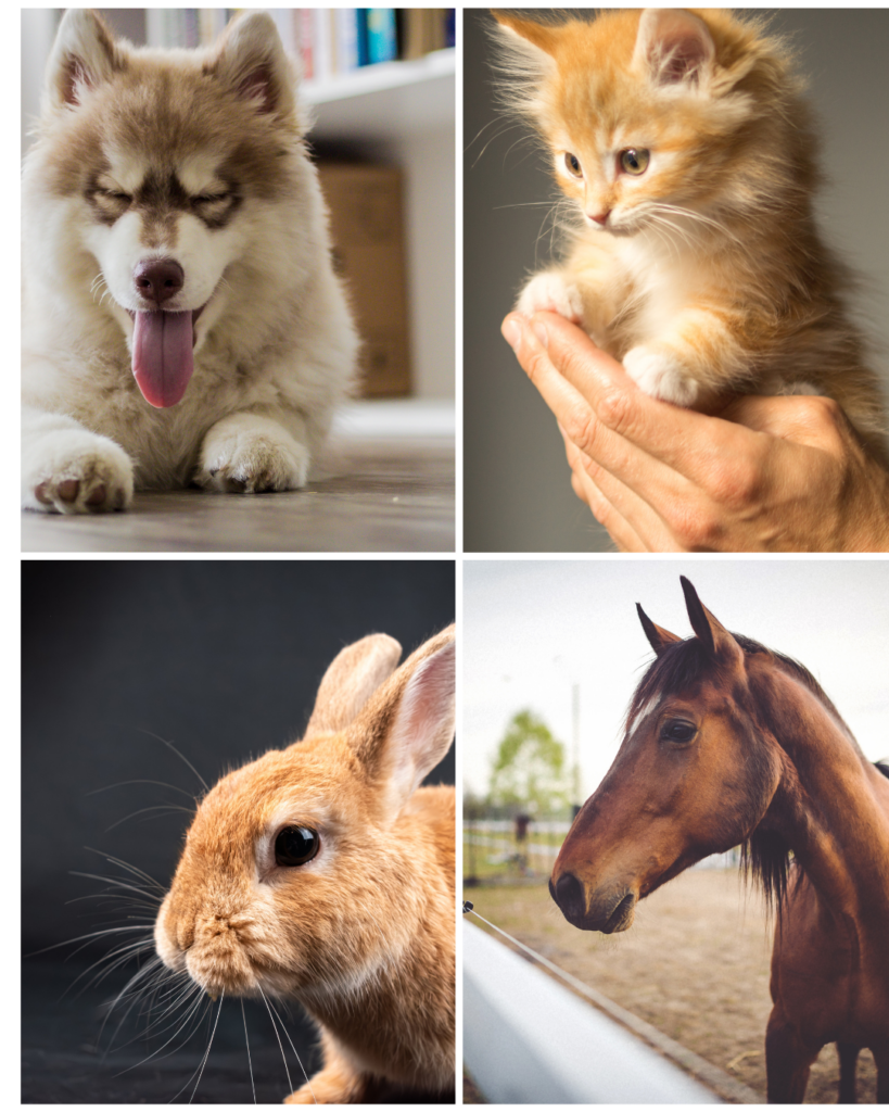 Animal Communication with Animal Reiki